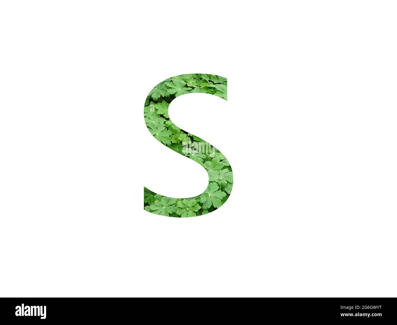 Lettera S dell'alfabeto a foglia verde di geranio, isolato su fondo bianco Foto Stock