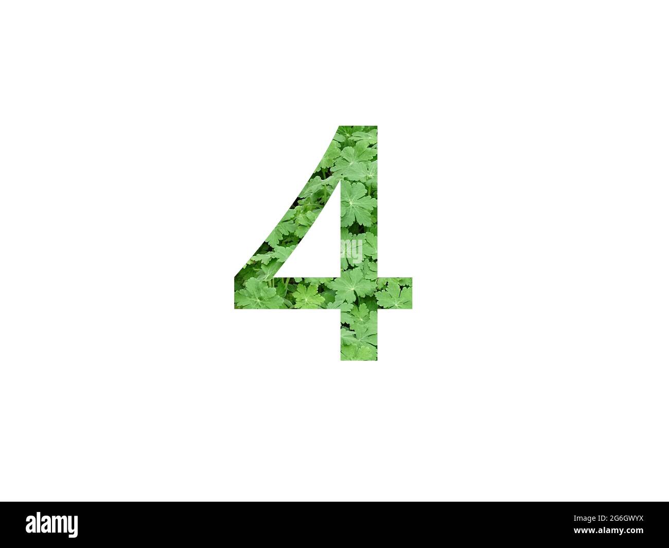 Numero 4 dell'alfabeto a foglia verde di geranio, isolato su fondo bianco Foto Stock