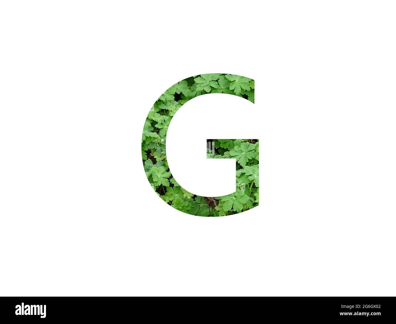 Lettera G dell'alfabeto a foglia verde di geranio, isolata su fondo bianco Foto Stock