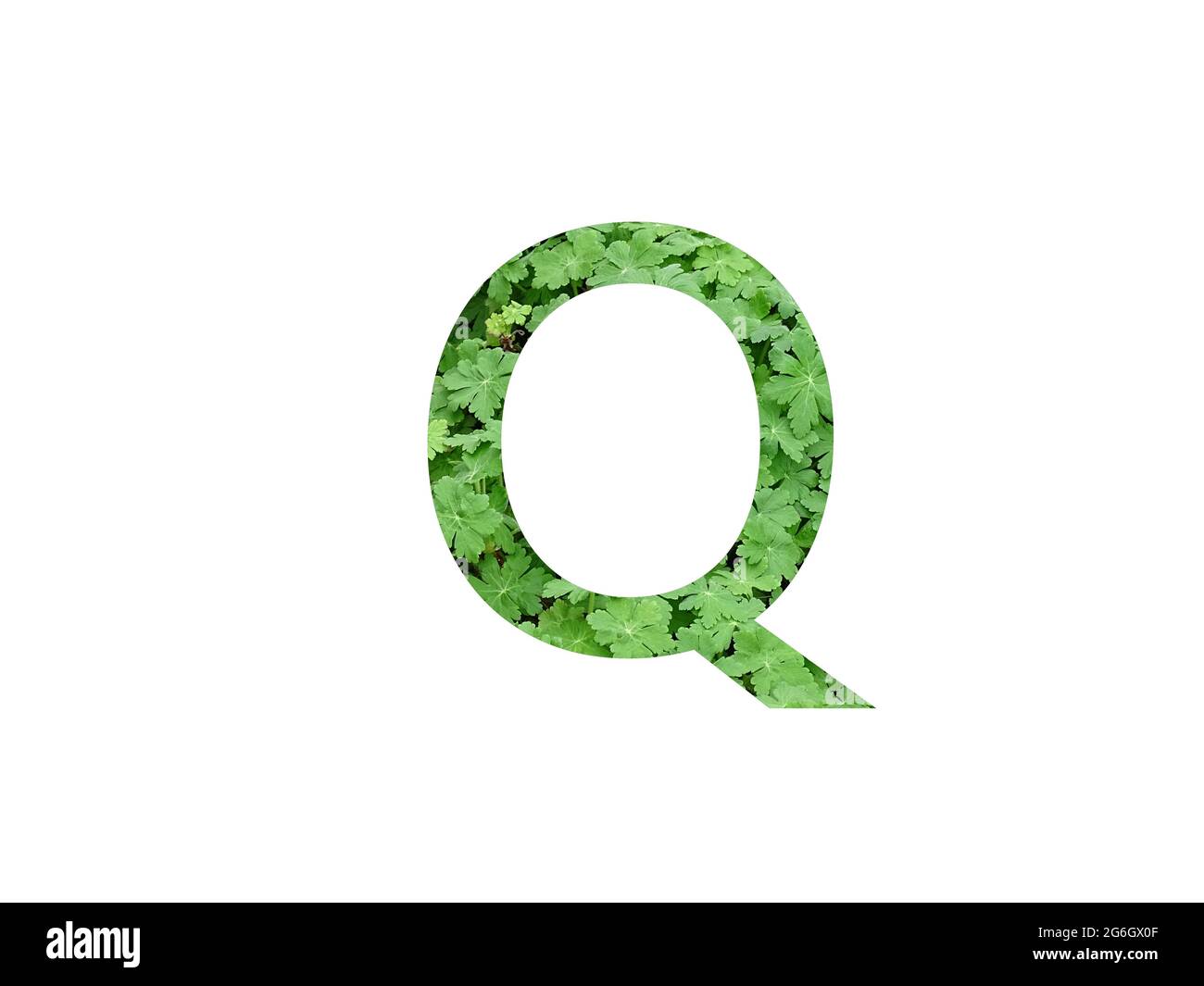 Lettera Q dell'alfabeto a foglia verde di geranio, isolato su fondo bianco Foto Stock