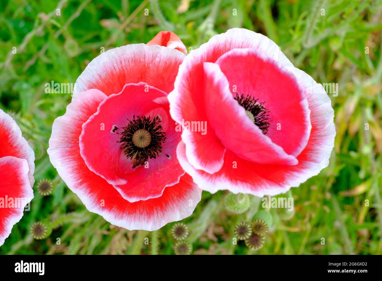 papaveri rossi con frange bianche nel giardino inglese, norfolk, inghilterra Foto Stock