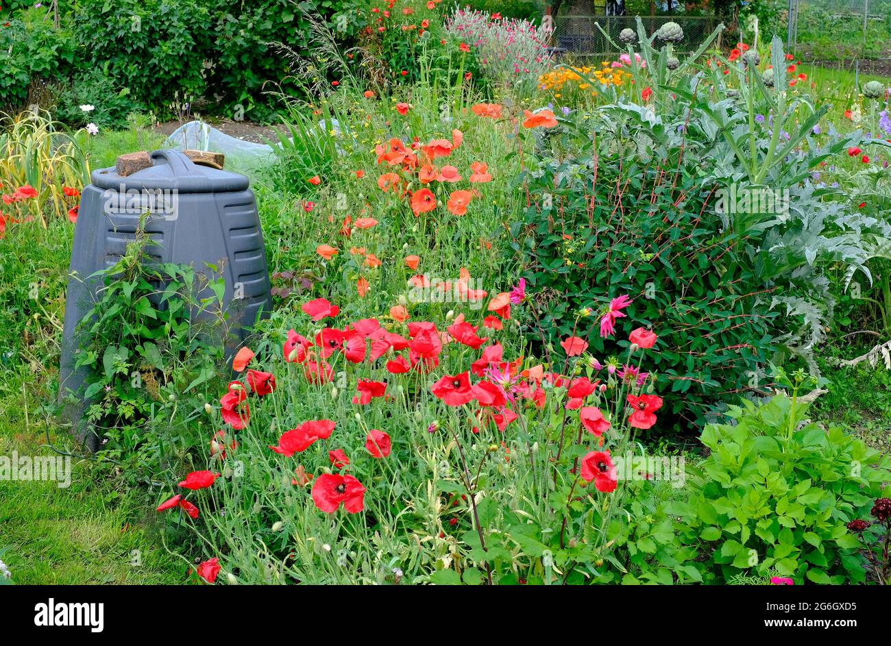 papaveri rossi in un giardino di assegnazione cresciuto, norfolk settentrionale, inghilterra Foto Stock