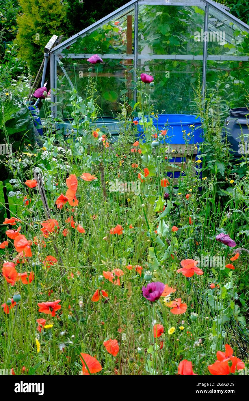 papaveri rossi in un giardino di assegnazione cresciuto, norfolk settentrionale, inghilterra Foto Stock
