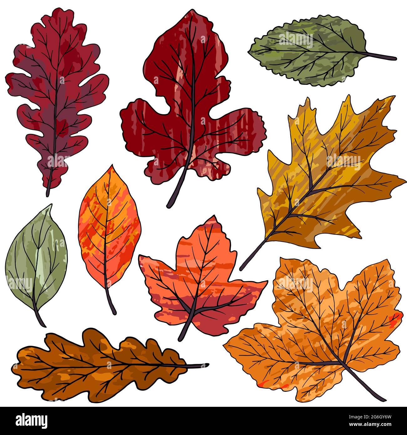 Disegni vettoriali. Collezione di colorate foglie autunnali isolate su  sfondo bianco. Foglie con consistenza acquerello Immagine e Vettoriale -  Alamy