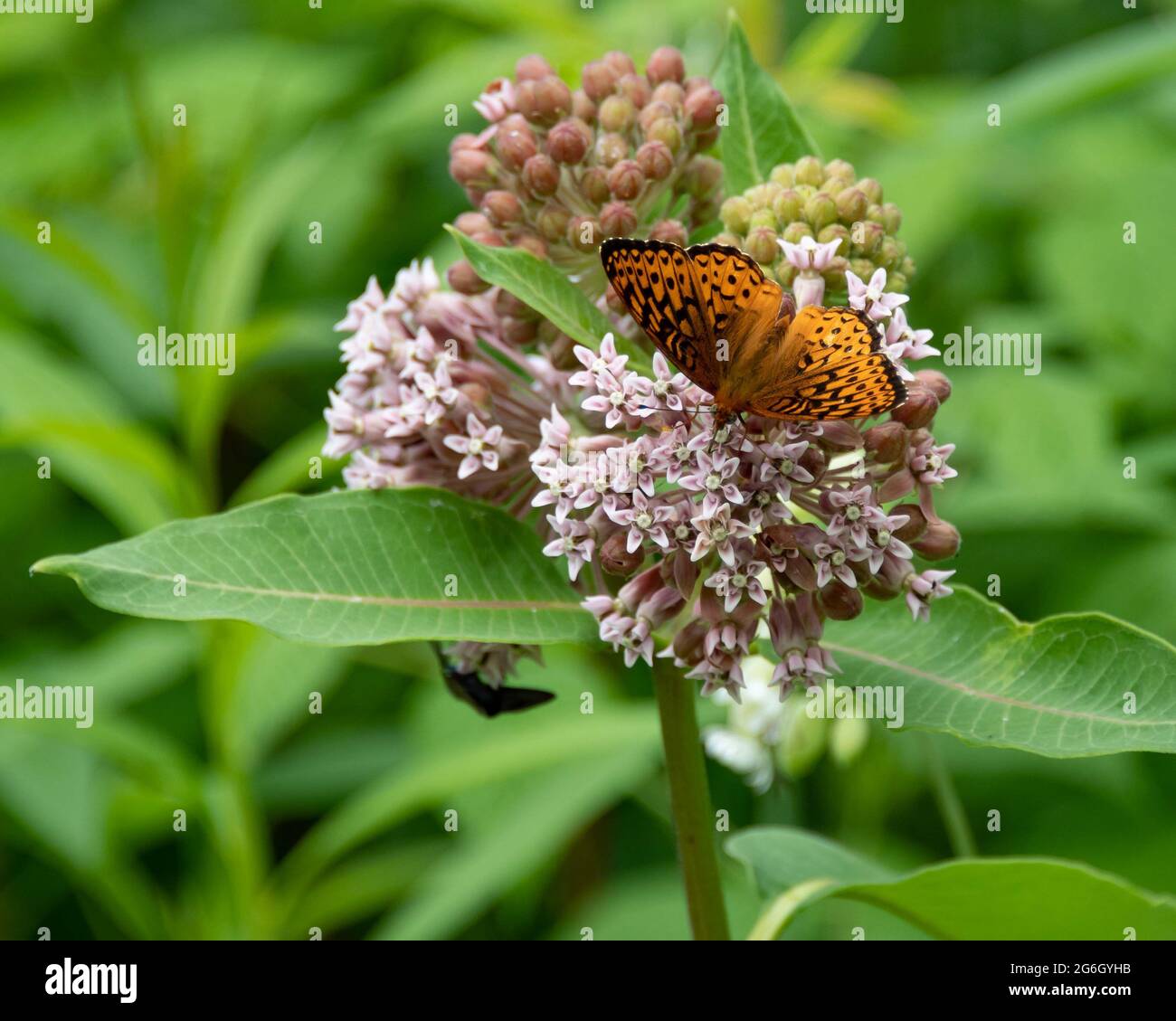 Una grande farfalla fritta Speyeria cybele, nutrendo su fiori mungiti comuni nelle montagne Adirondack, NY Stati Uniti deserto. Foto Stock