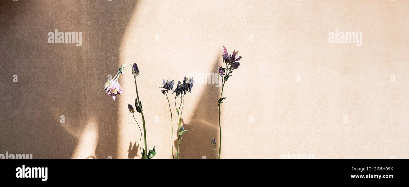 Fiori secchi e lunghe ombre su fondo testurizzato beige. Composizione floreale in stile minimalista. Foto Stock