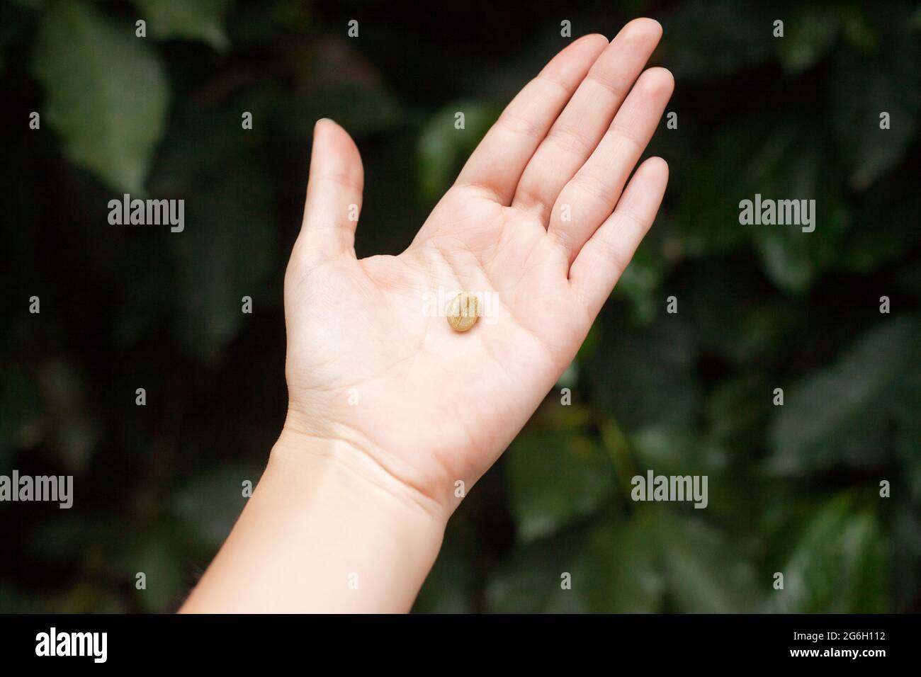 Chicchi di caffè bianchi e grezzi sul palmo della mano. Il fagiolo di caffè si trova nel palmo aperto. Coltivato in una fattoria ecologica in Colombia. Foto Stock