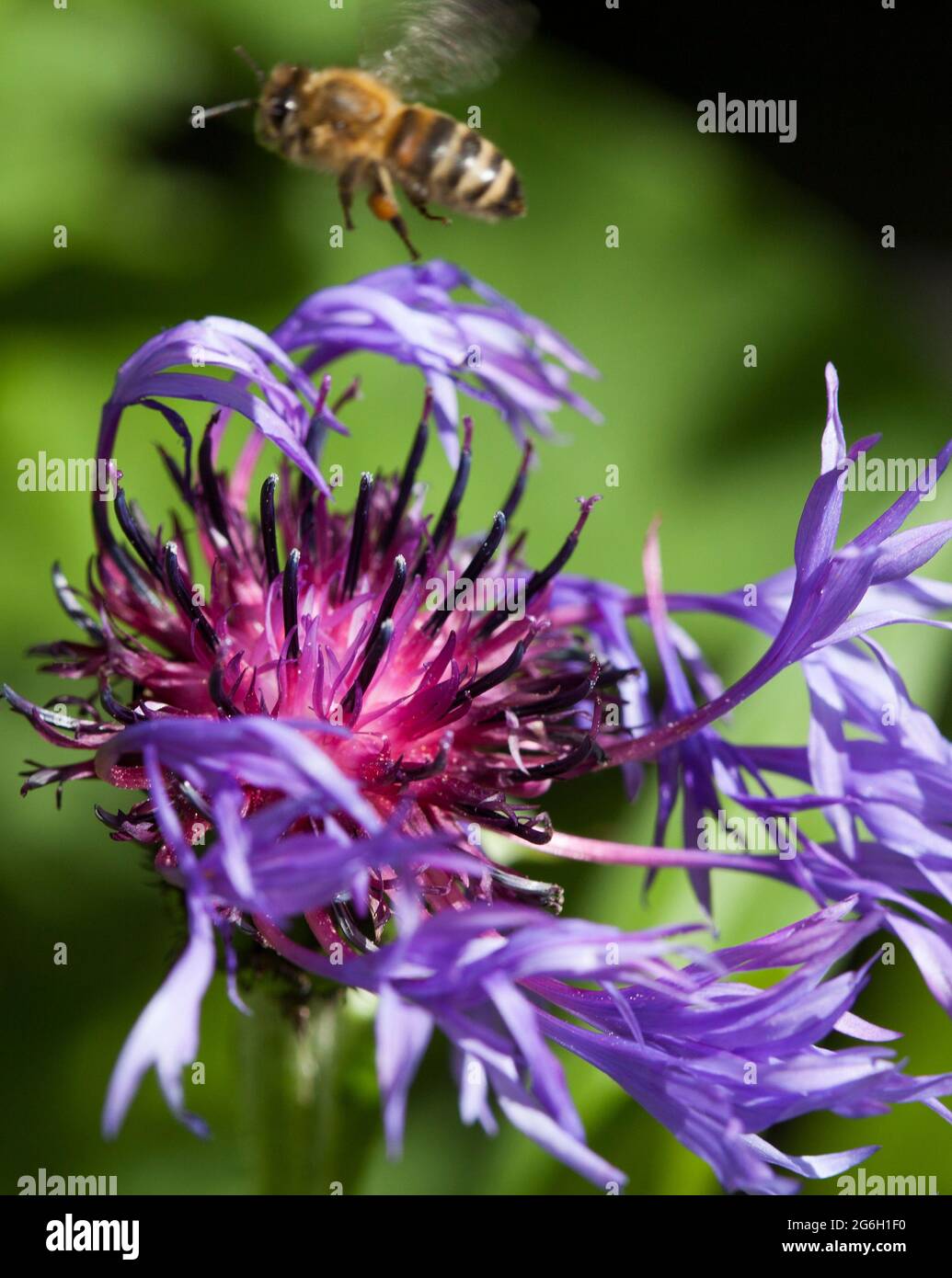 L'APE cerca nettare e polline in un Cornflower Foto Stock