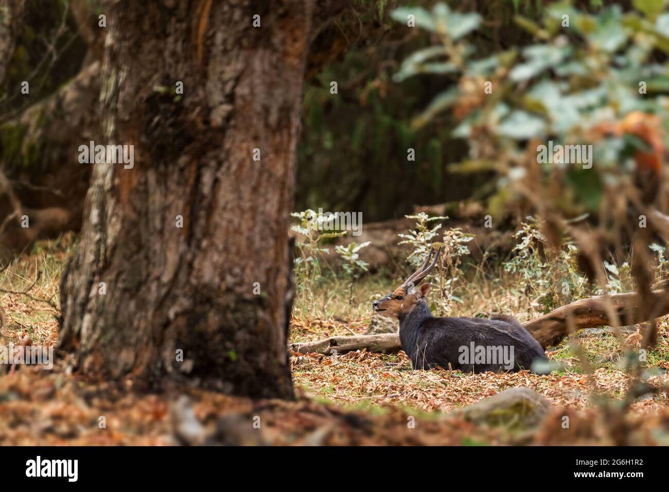 Menelik's bushbuck - Tragelaphus scriptus meneliki, bella antilope timido endemico nelle montagne etiopi, Bale montagne, Etiopia. Foto Stock