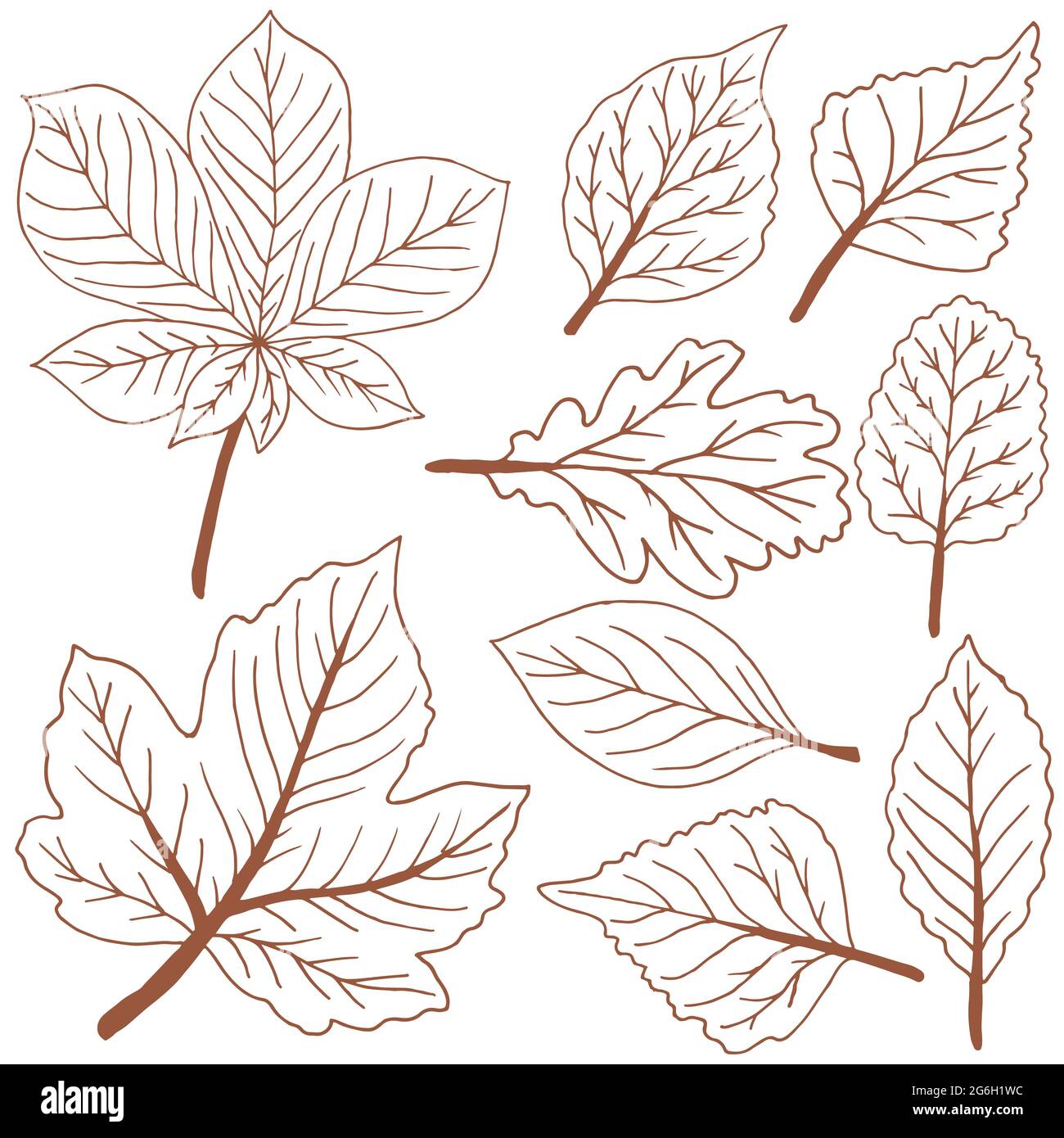 Set di disegni vettoriali. Collezione di foglie marroni d'autunno. Disegno  di contorno Immagine e Vettoriale - Alamy