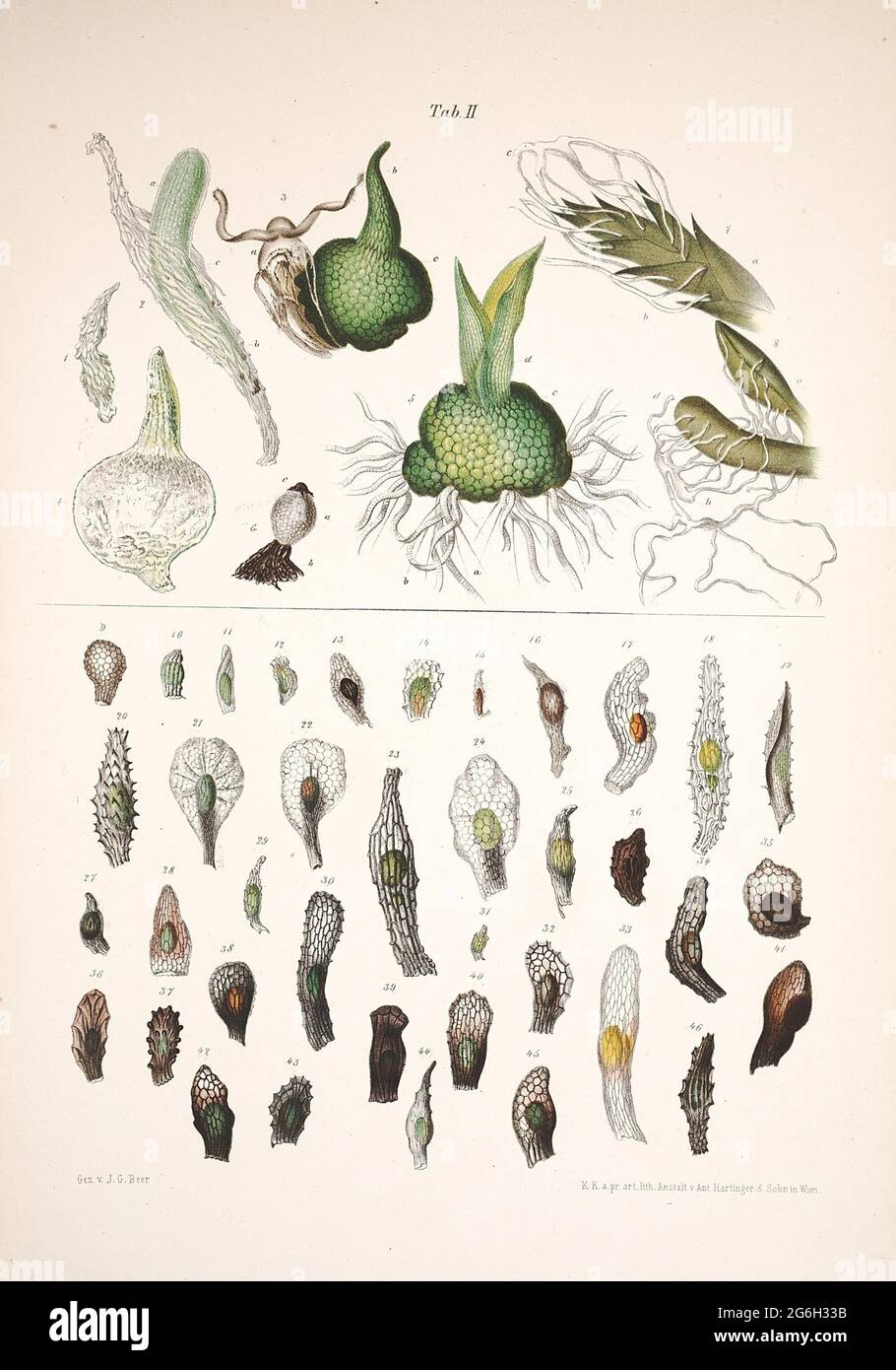 Contributi alla morfologia e alla biologia della famiglia delle orchidee. Vienna: Figlio di C. Gerold, 1863. Foto Stock