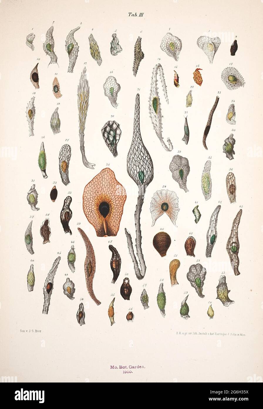 Contributi alla morfologia e alla biologia della famiglia delle orchidee. Vienna: Figlio di C. Gerold, 1863. Foto Stock