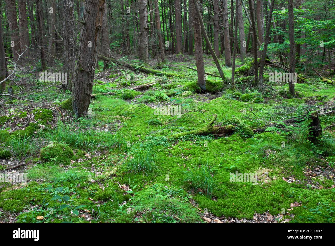 Un'area umida in una foresta orientale di hemlock. Con muschio di sphagnum, le sporgenze e altre piante di wetland. Foto Stock