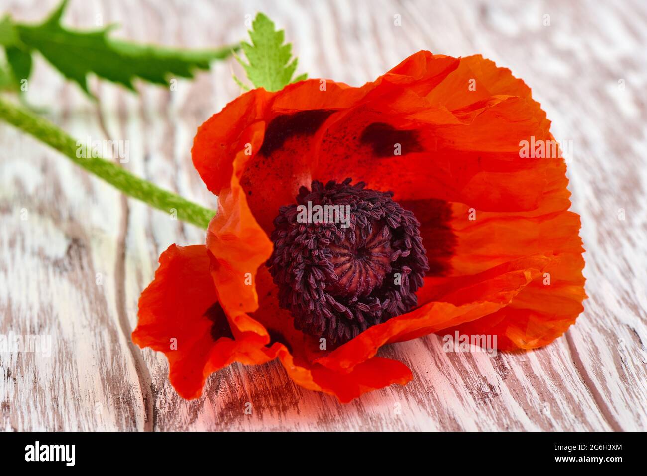 Macro di fiori di papavero rosso brillante, profondità di campo poco profonda Foto Stock