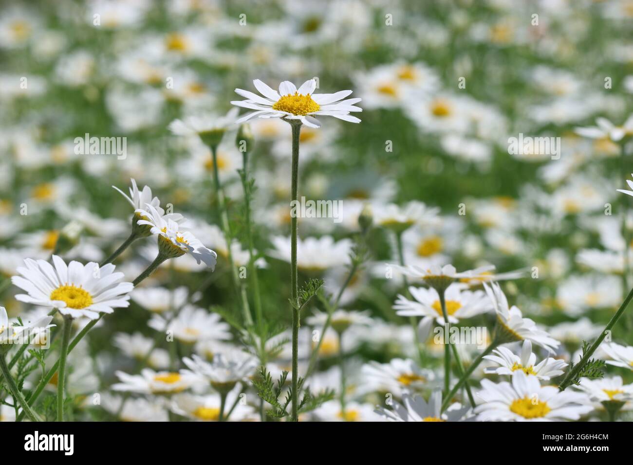 Un campo di allegri ed umili margherite di Oxeye, fiori selvatici nativi del Regno Unito, fotografati in Inghilterra nel mese di giugno Foto Stock