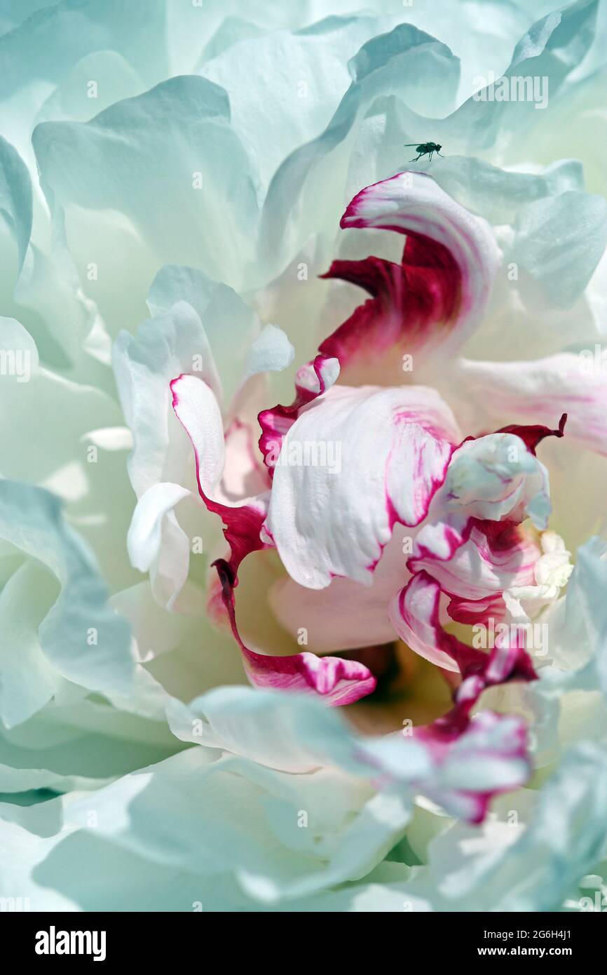 Al centro di una Paeonia Lactiflora Festiva Maxima; gigantesco doppio fiore di petali con volant bianco di latte a strati e fiaccati di cremisi, come un'onda di marea Foto Stock