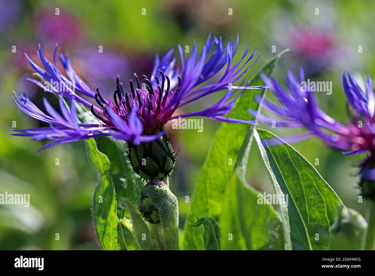 Immagine full frame del Centaurea Montana Cornflower, che mostra il viola-viola della testa di fiori spiderini e la parte superiore del gambo a forma di cardo Foto Stock