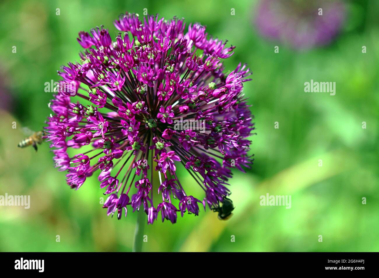 Teste sferiche di allio (Allium hollandicum 'Purple Sensation') al sole luminoso fotografate in un giardino inglese nel mese di giugno Foto Stock