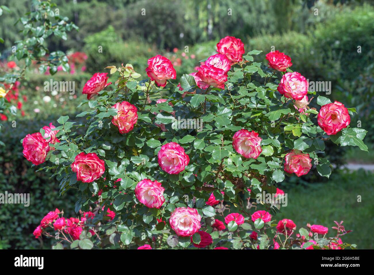 Rose 'Double Delight' - una delle rose più conosciute al mondo, ideale forma classica. I fiori sono un contrasto stupefacente fra gli strati di br Foto Stock