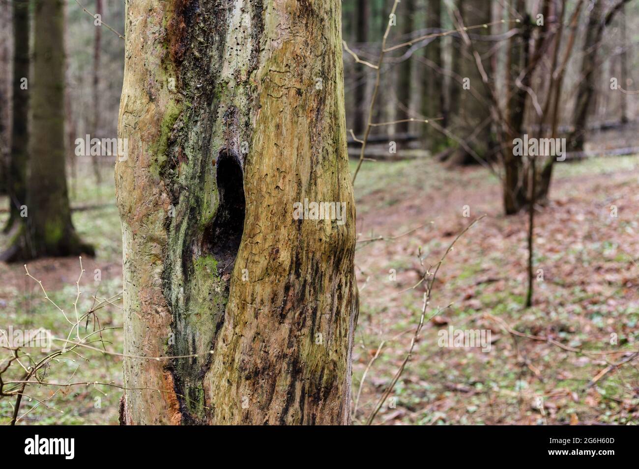 Cavo all'interno di un albero morto nella foresta. Foto Stock