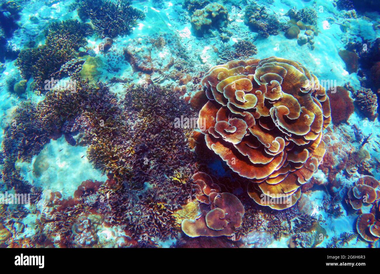 Bella barriera corallina nel mare delle Andamane, Nyaung Oo Phee isola, Myanmar Foto Stock