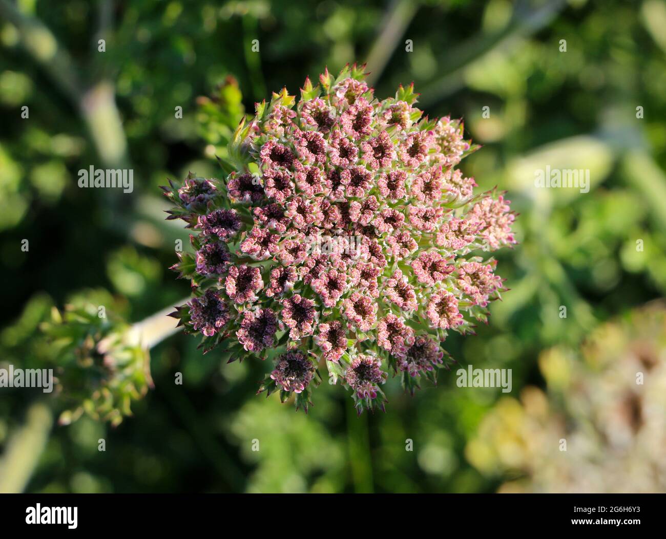 Primo piano di una testa di fiori di carota daucus o carota selvaggia in una fase iniziale di crescita Foto Stock