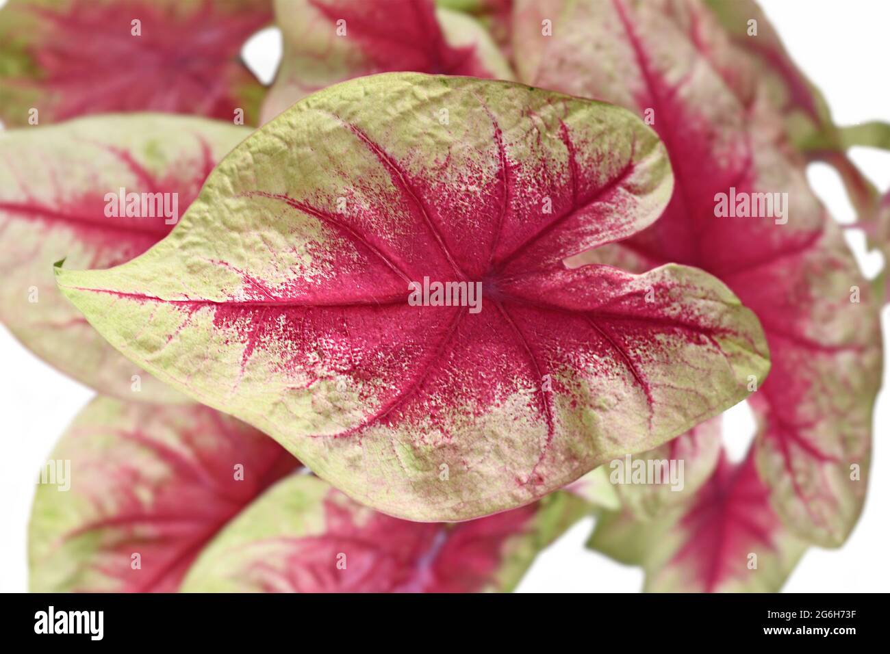 Primo piano di foglia rosa di esotica pianta domestica 'Caladium Limon Blush' su sfondo bianco Foto Stock