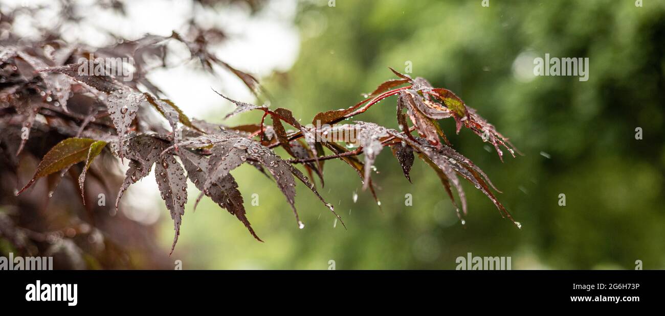 Gocce di pioggia delicatamente appese alle foglie di Bordeaux di un albero d'acero giapponese, creando una scena all'aperto serena e fresca. Foto Stock