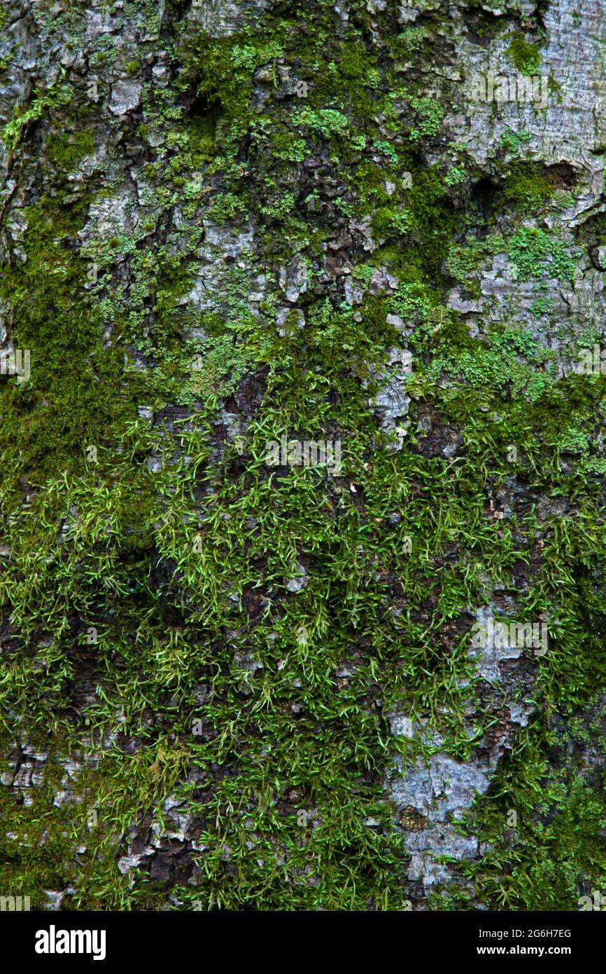 Vari Lichens e muss che crescono sulla corteccia di tne di un faggio americano in Pennsylvania Pocono Mountains. Foto Stock