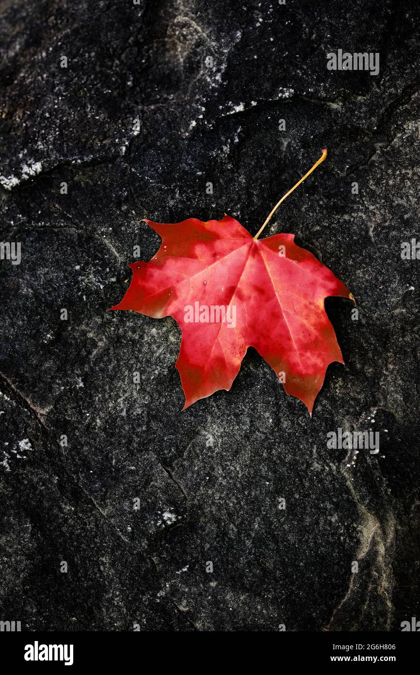 Caduta maple leaf sulla roccia grezza nel deserto autunno Foto Stock