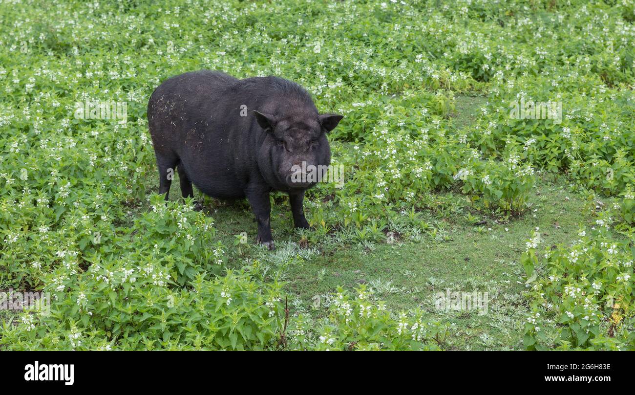 un maiale in erba verde in una fattoria Foto Stock