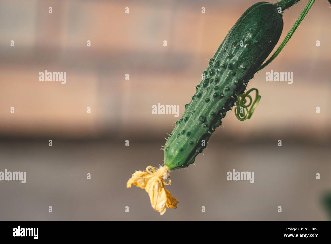 Piccolo cetriolo con un fiore. Cetrioli crescenti in una serra. Giardinaggio, alimenti organici e vitamine. Muro di mattoni sullo sfondo Foto Stock