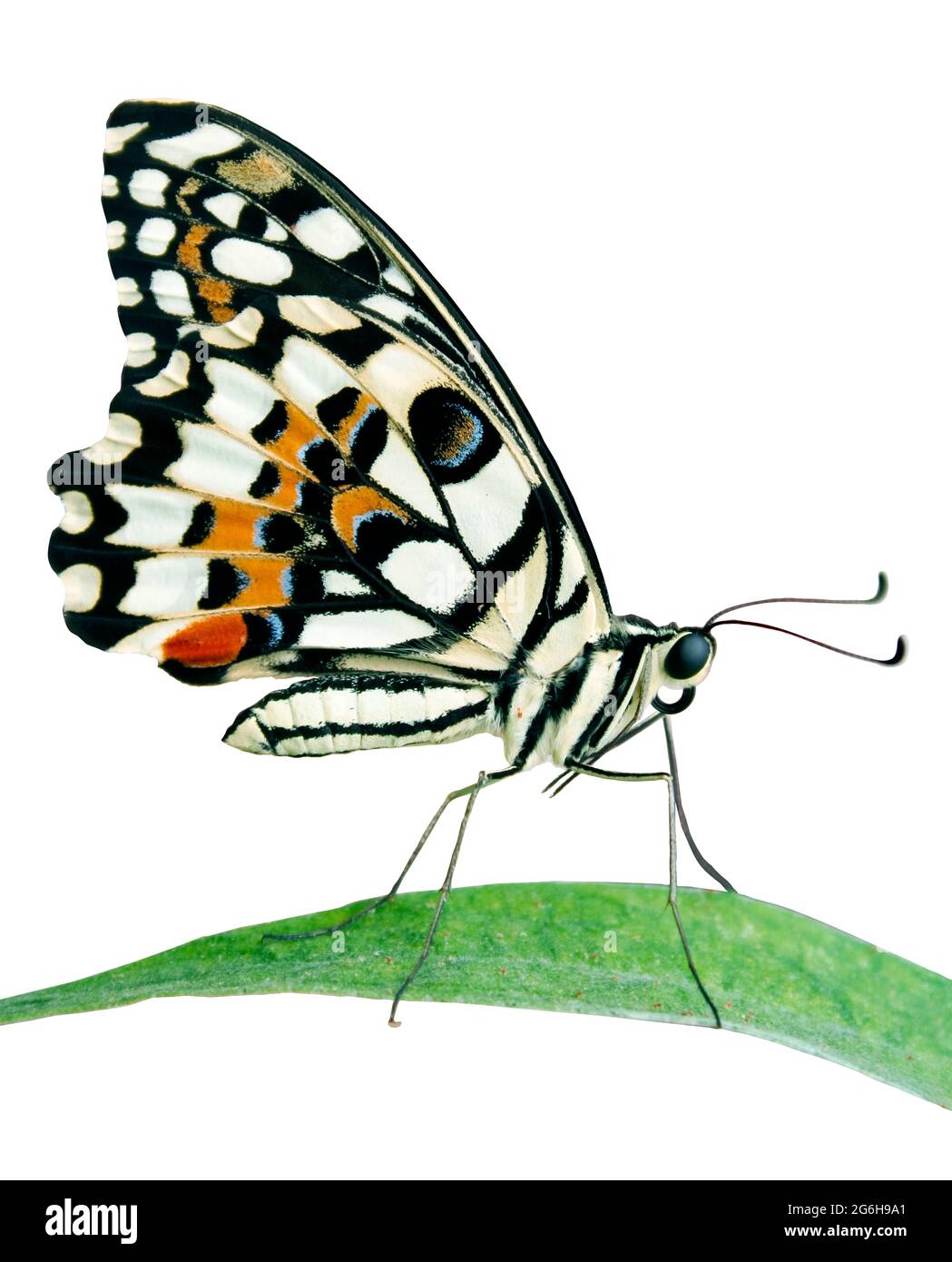 Farfalla di lime appoggiata su una foglia, isolata su sfondo bianco, con percorso di ritaglio Foto Stock