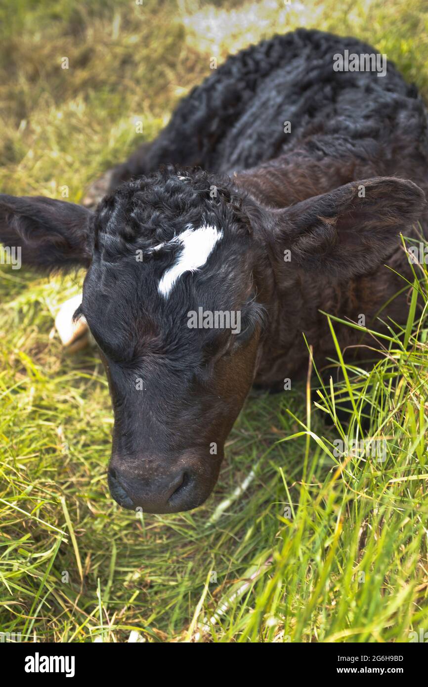 dh vitelli BIRSAY ANIMALI di nuova nascita vitello seduta in campo di erba neonato nuovo Foto Stock