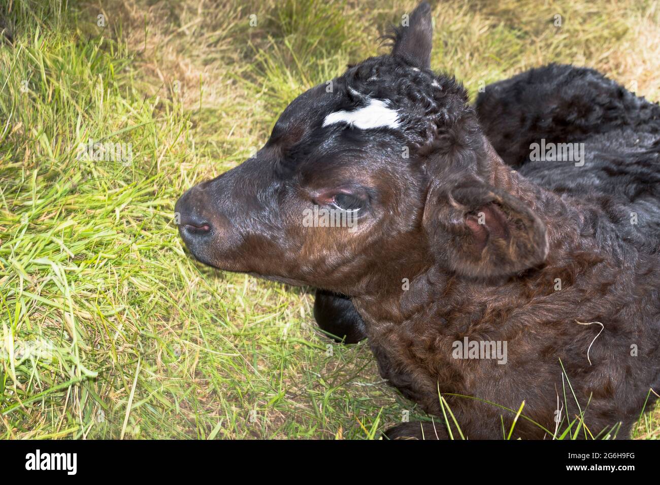 dh vitelli BIRSAY ANIMALI vitello di nuova nascita seduta in campo di erba neonato bovino bambino Foto Stock