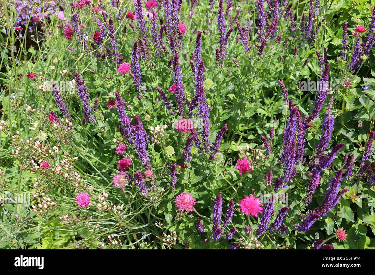 fiori rosa e viola in giardino Foto Stock