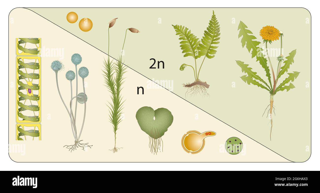 Stadi di diploidi aploidi Foto Stock