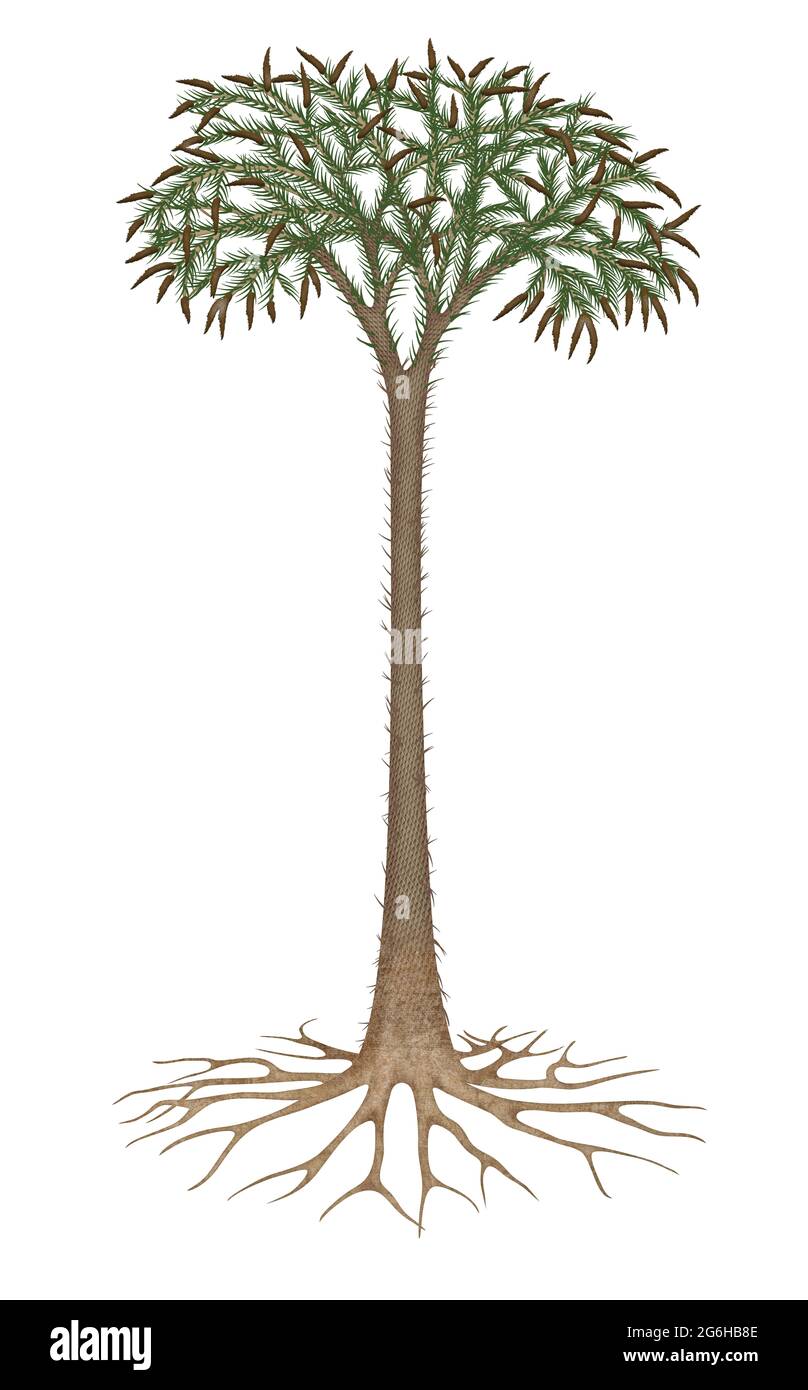 Lepidodendron erano le prime grandi piante di terra e una parte importante della flora tropicale della foresta di carbone Foto Stock