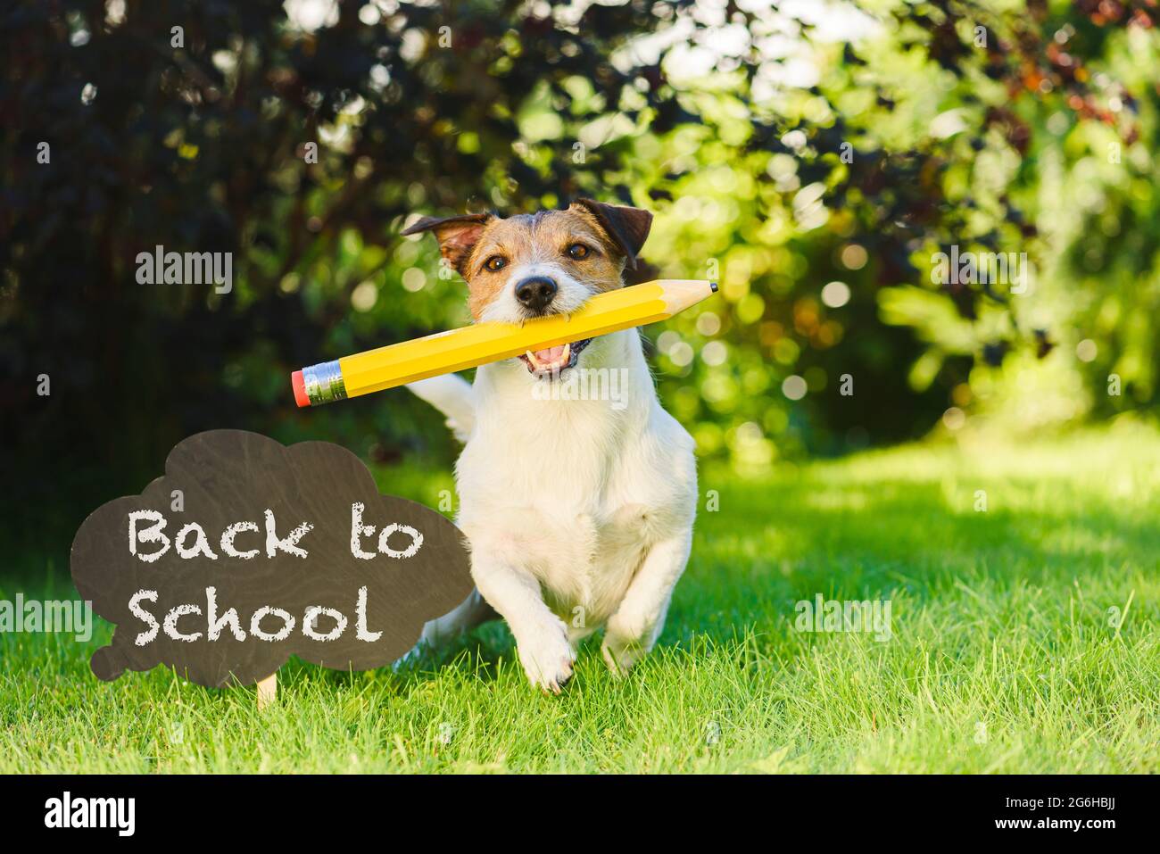Divertente cane accanto a segno di benvenuto a scuola Foto Stock