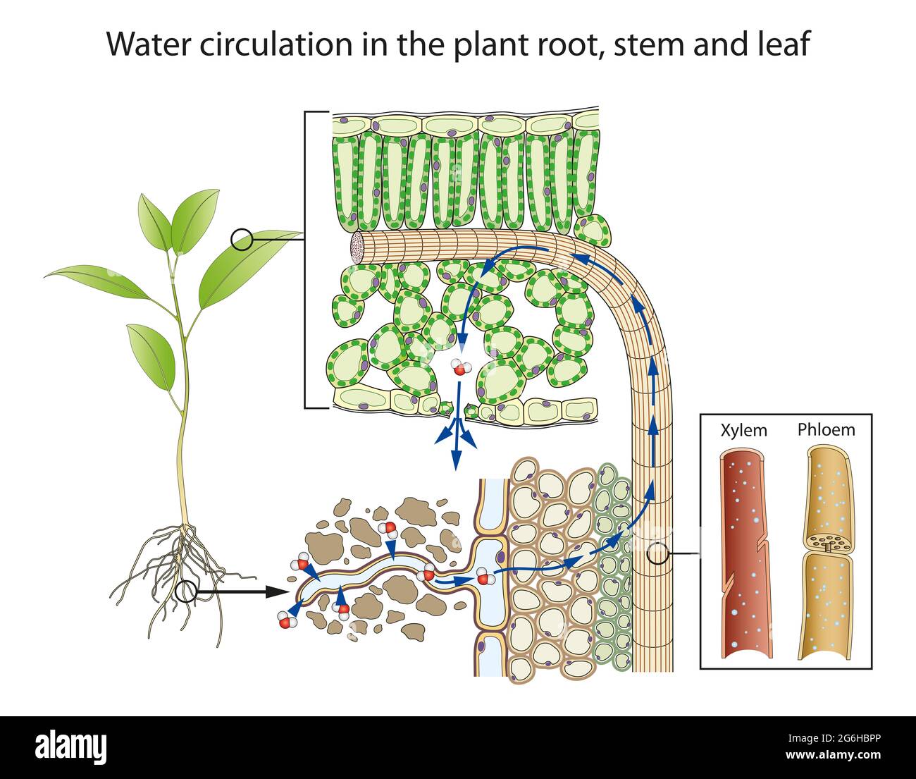 Circolazione dell'acqua nella radice, nel gambo e nella foglia della pianta Foto Stock