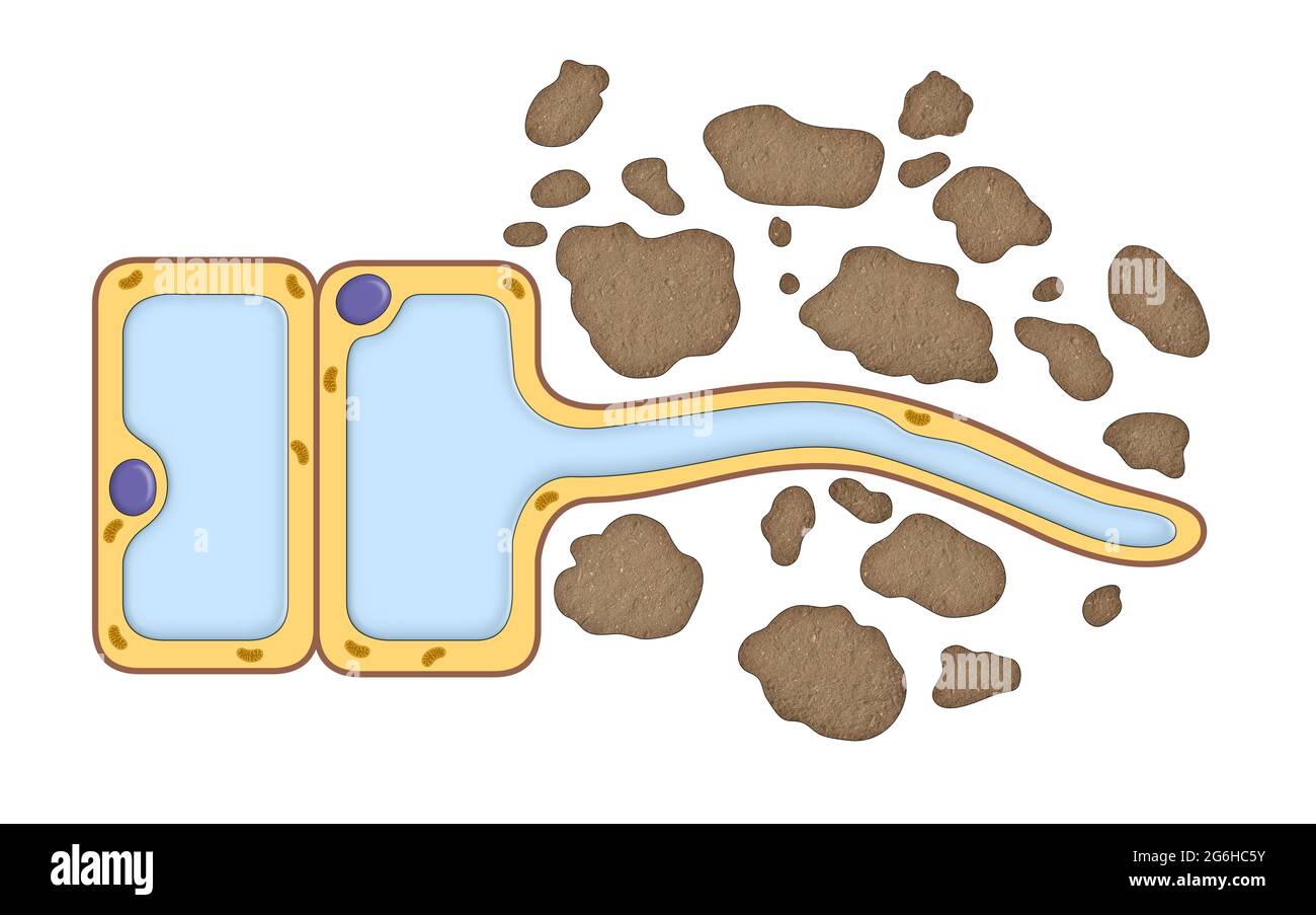 Pianta radice assorbimento di acqua Foto Stock