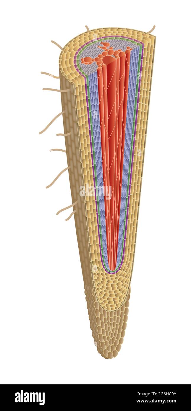 Struttura di radice di pianta Foto Stock