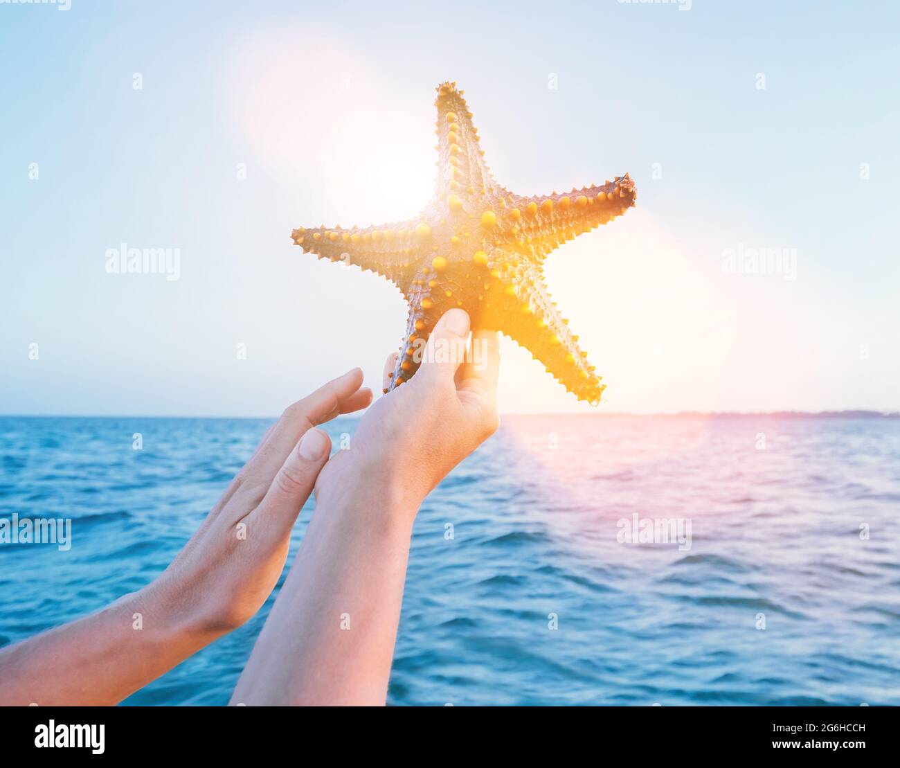 Le mani di una donna mostrano una stella marina che tiene un abitante dell'oceano vivo, grande e luminoso con le onde di mare sullo sfondo dell'isola di Zanzibar. Esotico Foto Stock