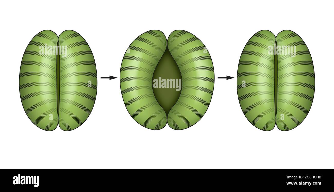 L'apertura e la chiusura dello stomata Foto Stock