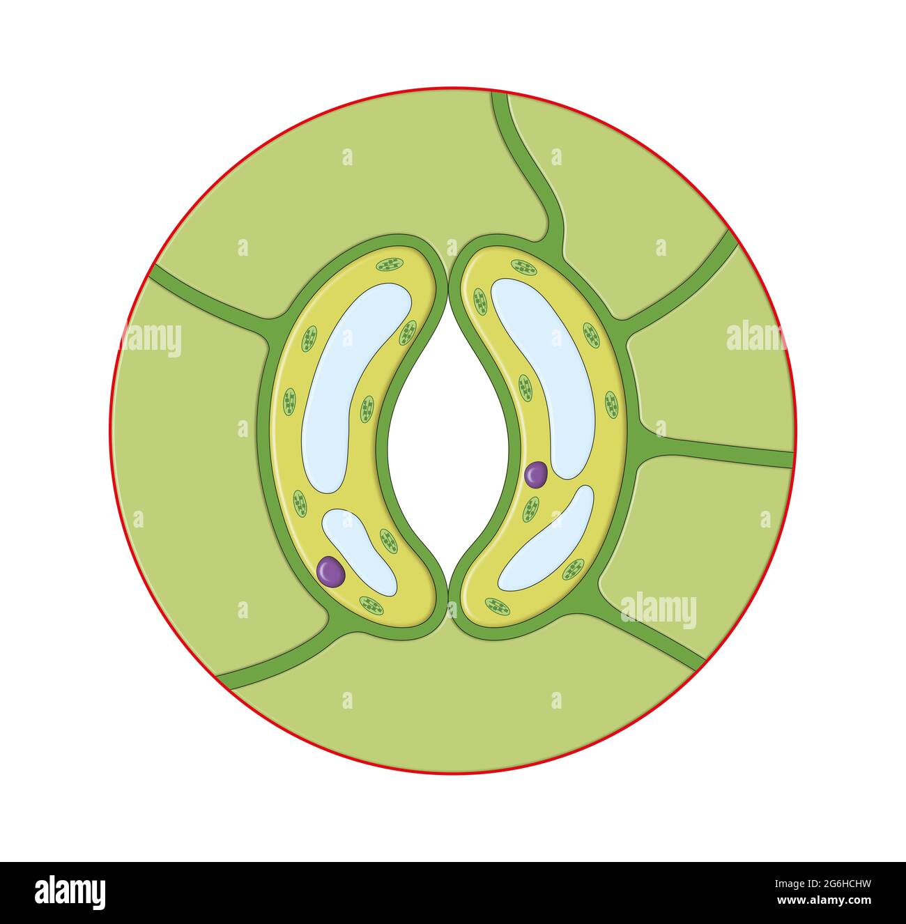 Struttura cellulare dello stomata della foglia Foto Stock