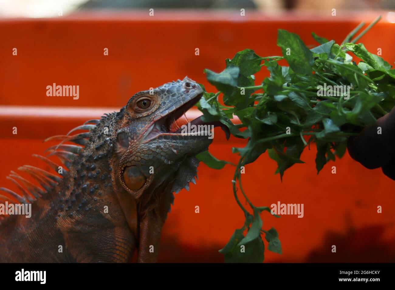 Chennai, Tamil Nadu, India. 6 luglio 2021. Un Iguana ha visto mangiare il suo cibo al Guindy Snake Park a Chennai. Credit: Sri Loganathan/ZUMA Wire/Alamy Live News Foto Stock