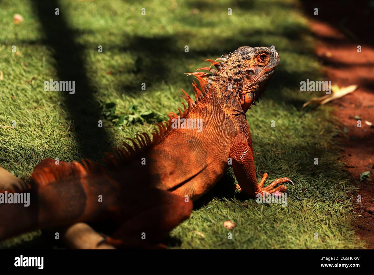 Chennai, Tamil Nadu, India. 6 luglio 2021. Un Iguana visto al Guindy Snake Park a Chennai. Credit: Sri Loganathan/ZUMA Wire/Alamy Live News Foto Stock