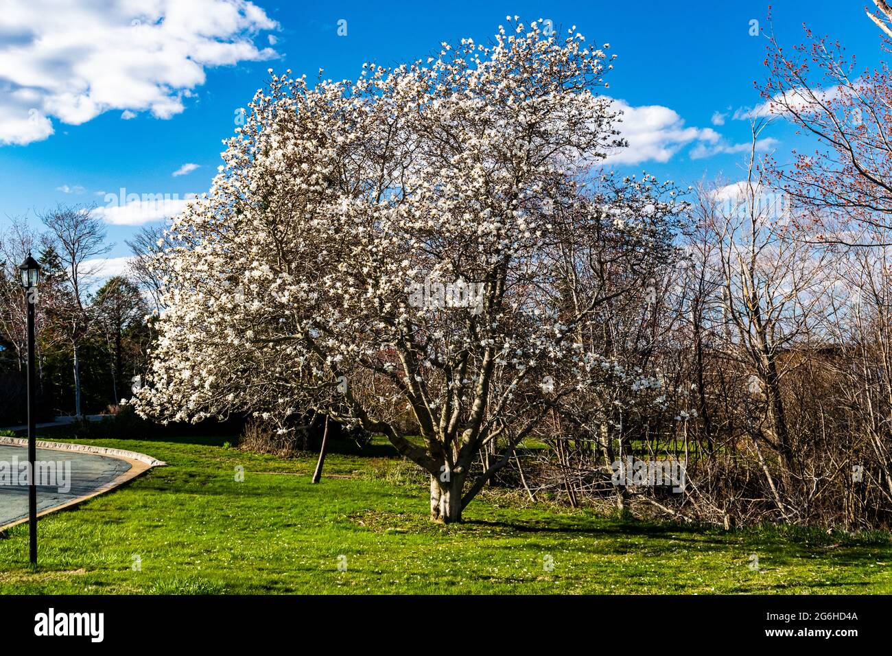 bellissimo albero che sta per fiorire all'inizio della primavera Foto Stock