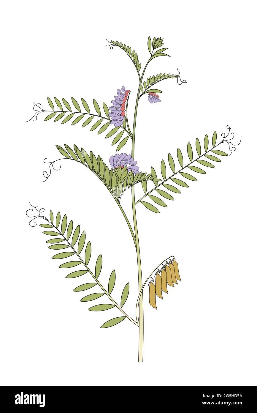 Vicia cracca (vetch blu) Foto Stock