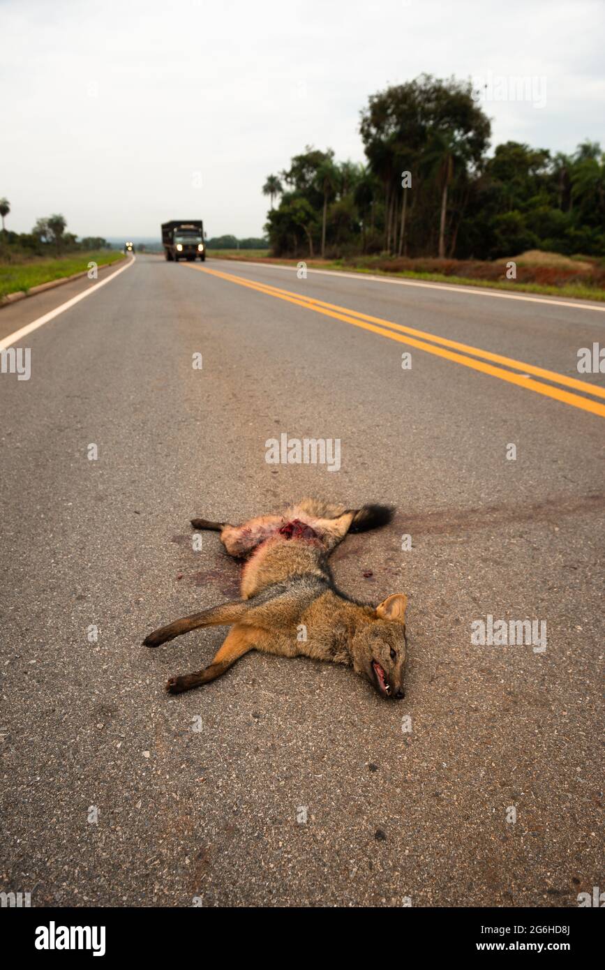 Una volpe che mangia granchi (Cerdocyon thous) uccisa da un veicolo su una strada vicino a Jardim, Mato Grosso do sul, Brasile Foto Stock